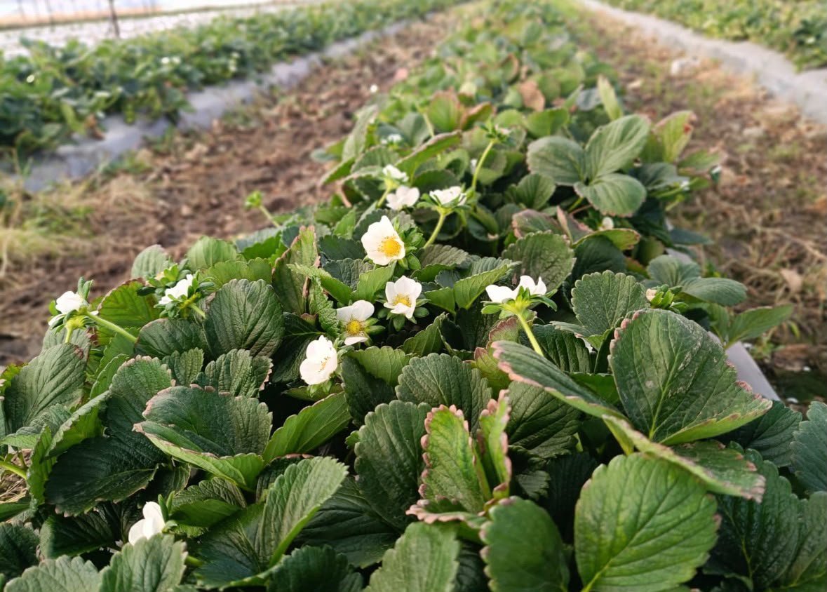 Plantas de fresa en flor en el campo de cultivo